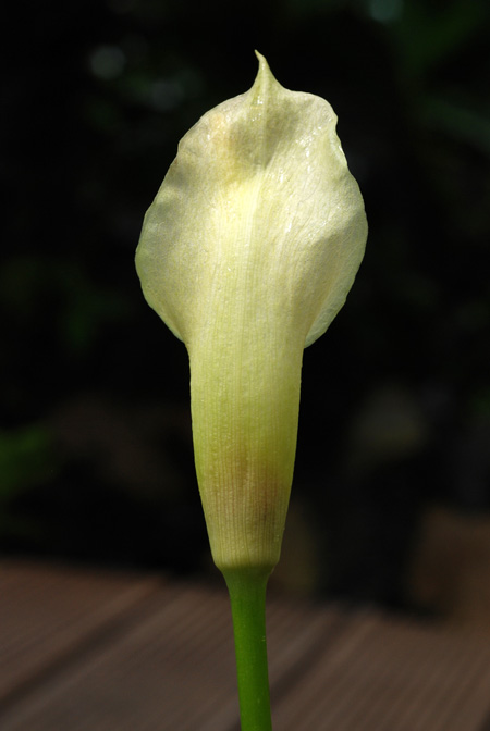 Amorphophallus salmoneus