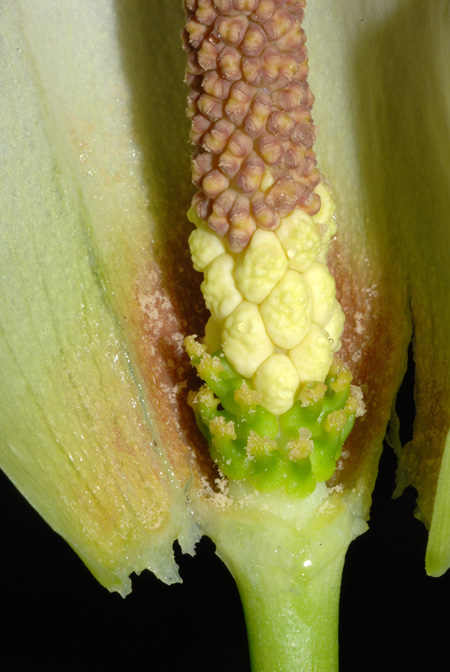 Amorphophallus salmoneus