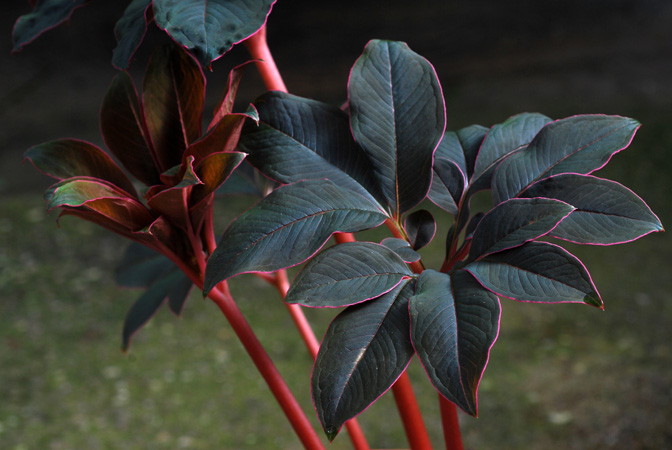 Amorphophallus saururus