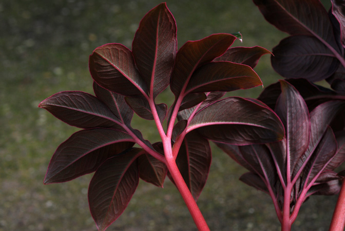 Amorphophallus saururus