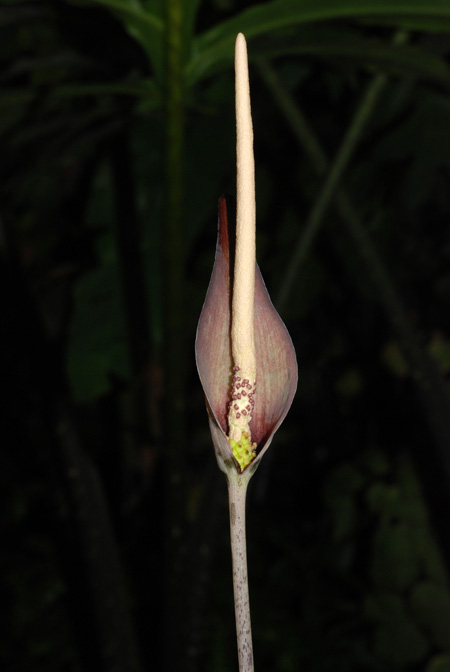 Amorphophallus scutatus