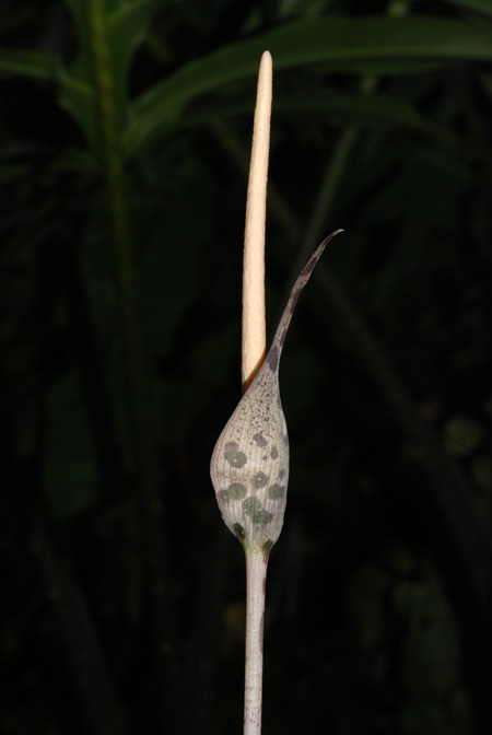Amorphophallus scutatus