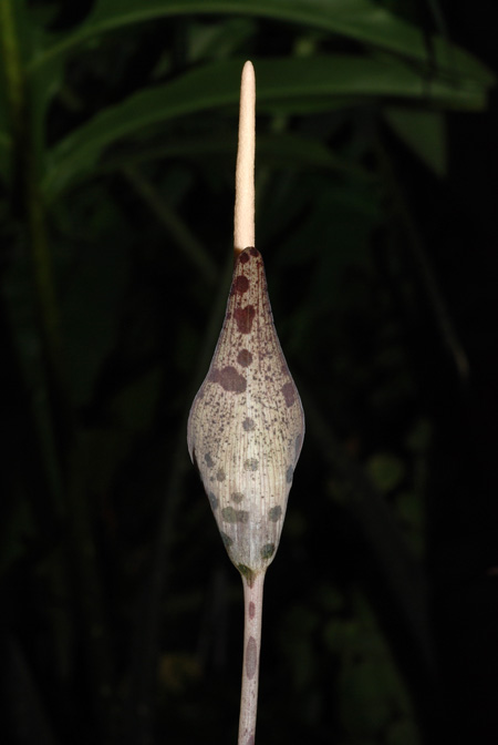 Amorphophallus scutatus