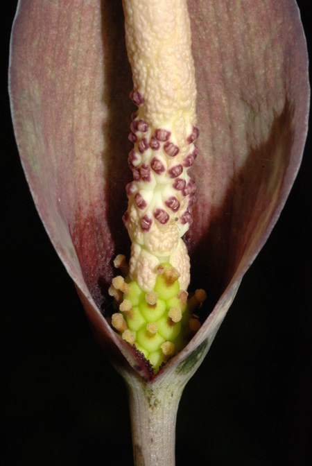 Amorphophallus scutatus