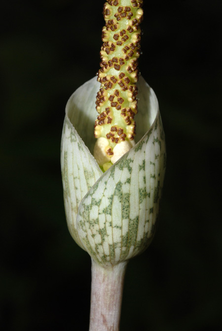 Amorphophallus sylvaticus