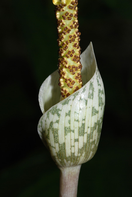 Amorphophallus sylvaticus