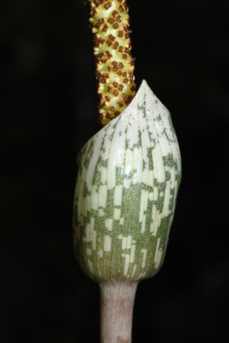 Amorphophallus sylvaticus