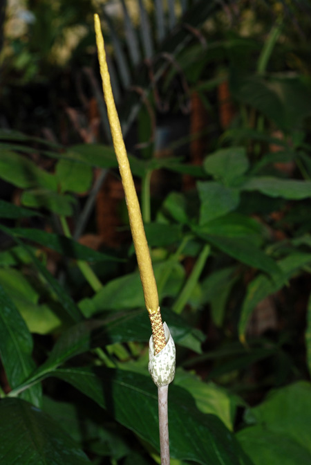 Amorphophallus sylvaticus