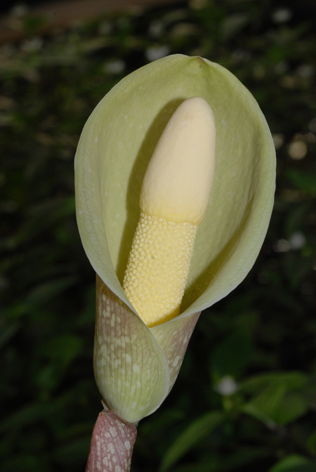 Amorphophallus symonianus