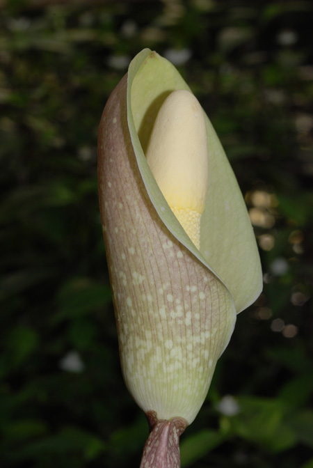 Amorphophallus symonianus