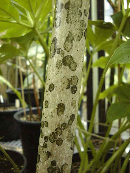 Amorphophallus taurostigma