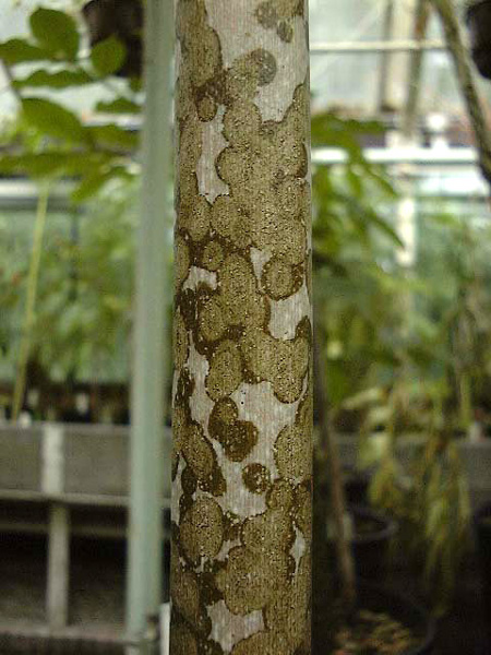 Amorphophallus taurostigma