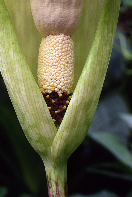 Amorphophallus thaiensis
