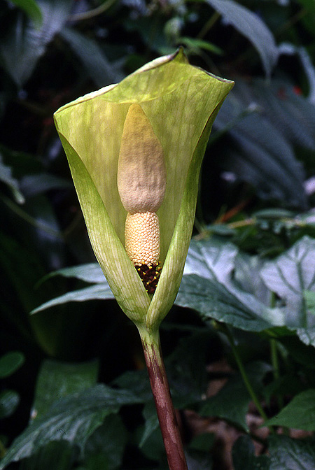 Amorphophallus thaiensis