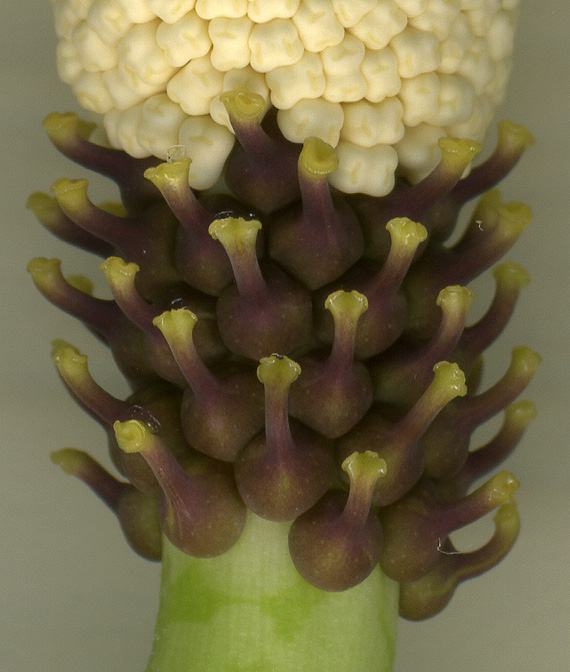 Amorphophallus thaiensis