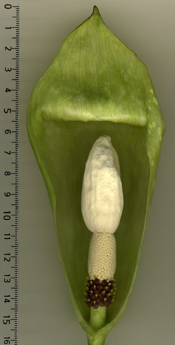 Amorphophallus thaiensis