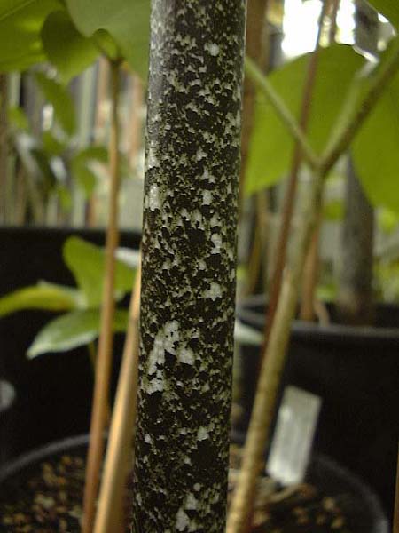 Amorphophallus tinekeae