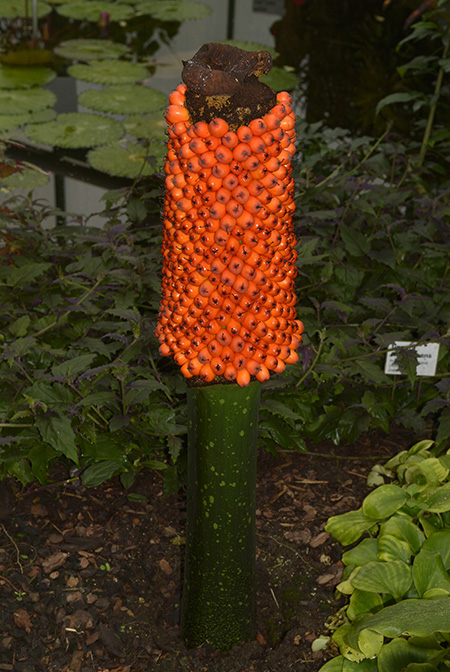 Amorphophallus titanum