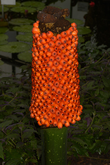 Amorphophallus titanum