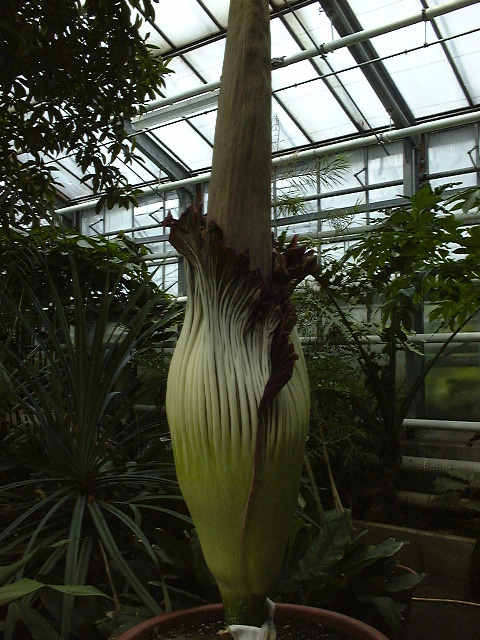 Amorphophallus titanum