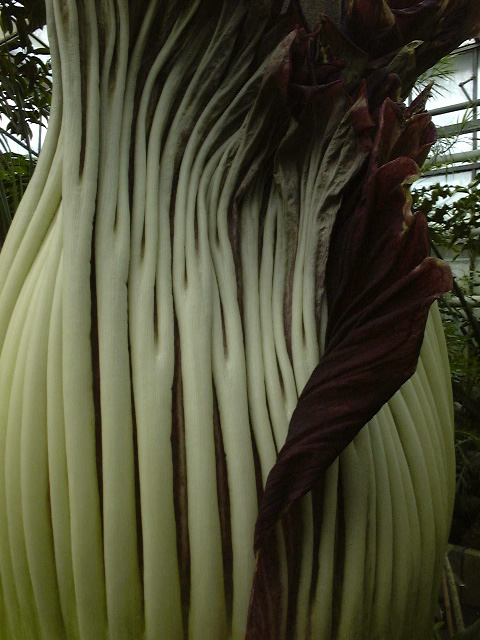 Amorphophallus titanum