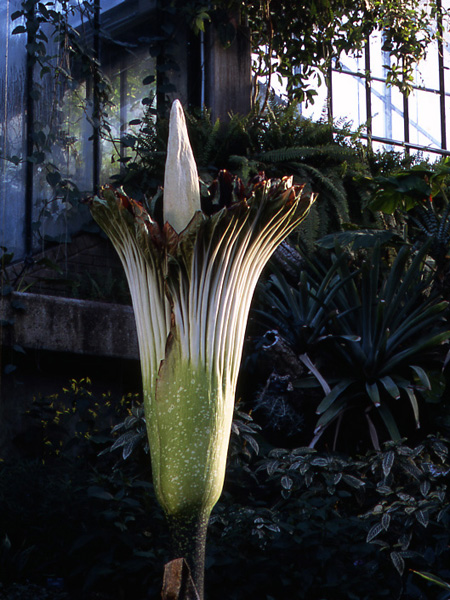 Amorphophallus titanum