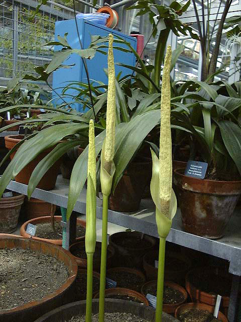 Amorphophallus variabilis