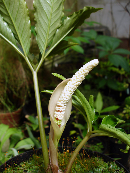Amorphophallus verticillatus
