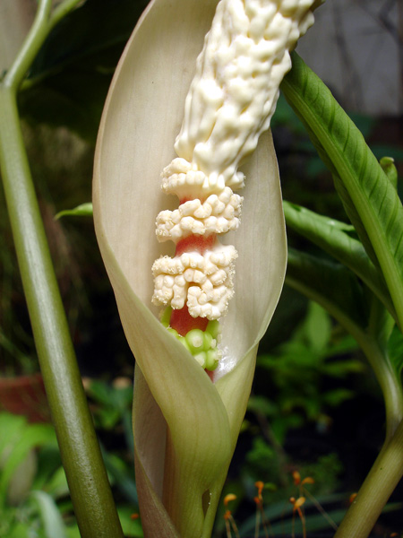 Amorphophallus verticillatus