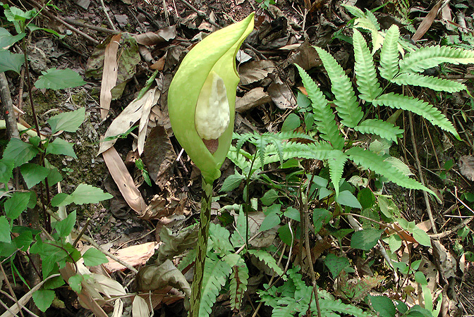 Amorphophallus yunnanensis