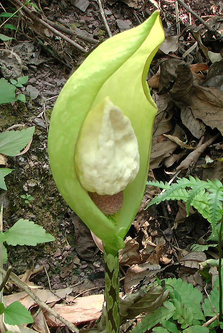 Amorphophallus yunnanensis