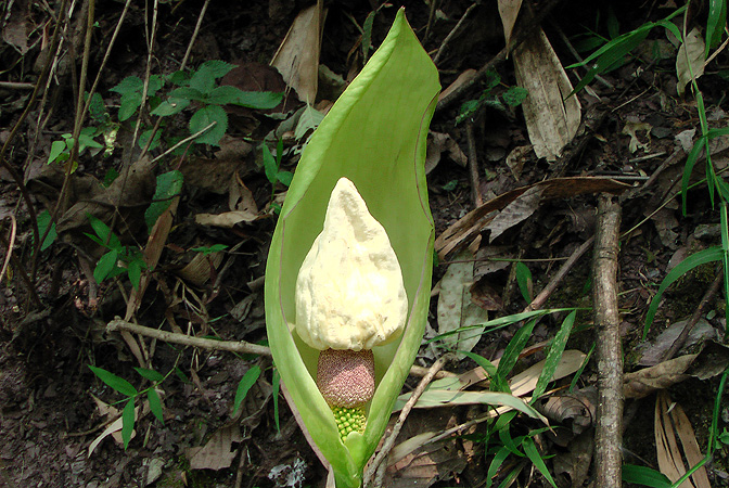 Amorphophallus yunnanensis