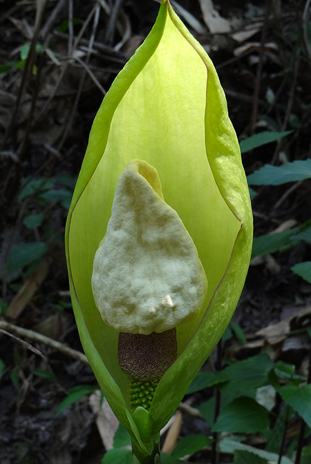 Amorphophallus yunnanensis