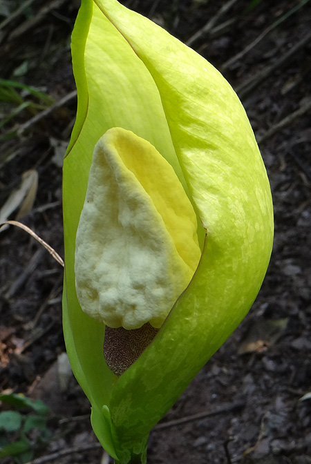 Amorphophallus yunnanensis
