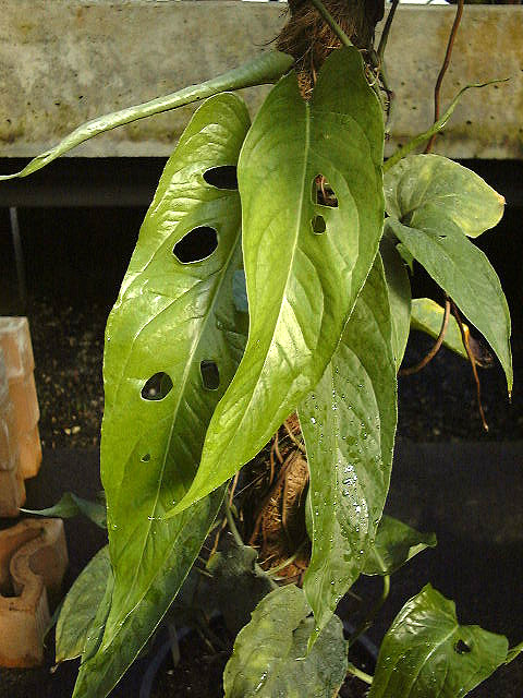 Amydrium hainanense