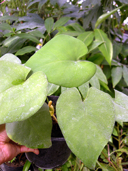 Amydrium humile