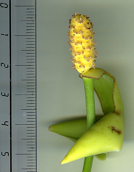 Amydrium humile