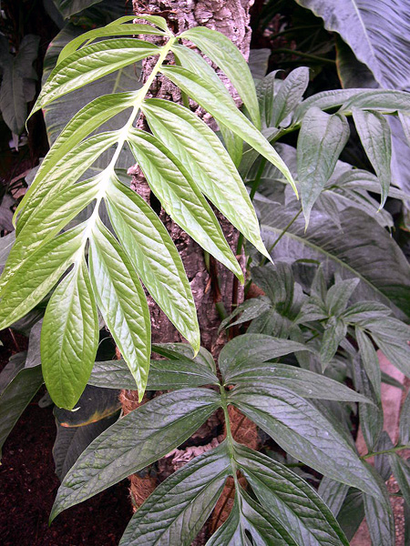 Amydrium zippelianum
