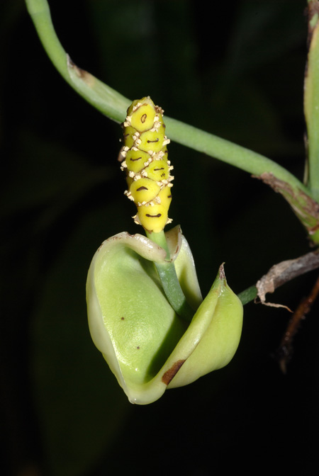 Anadendrum cordatum