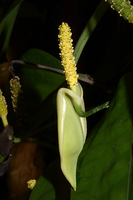 Anadendrum cordatum
