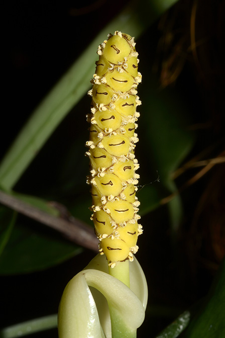Anadendrum cordatum