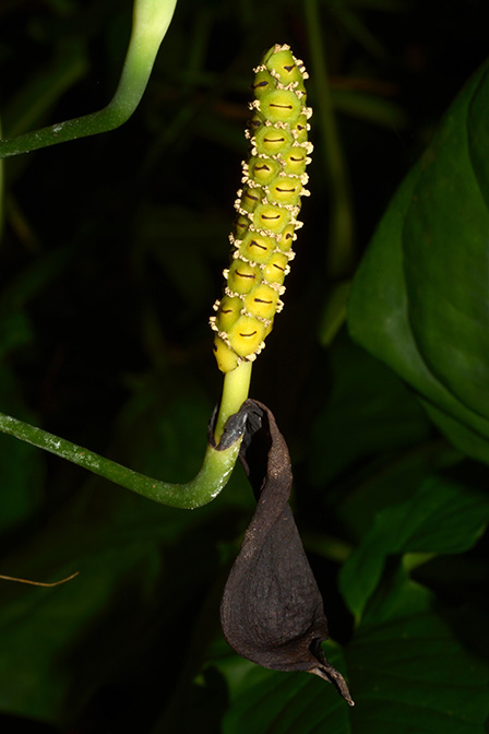 Anadendrum cordatum