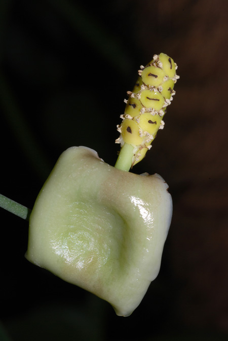 Anadendrum cordatum