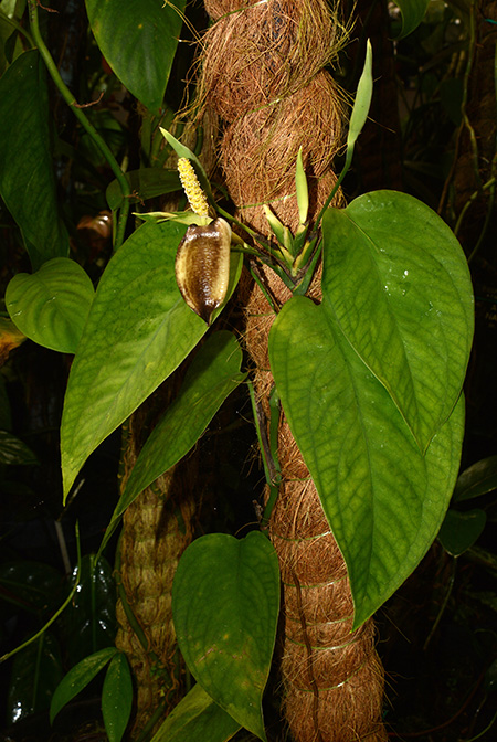 Anadendrum cordatum