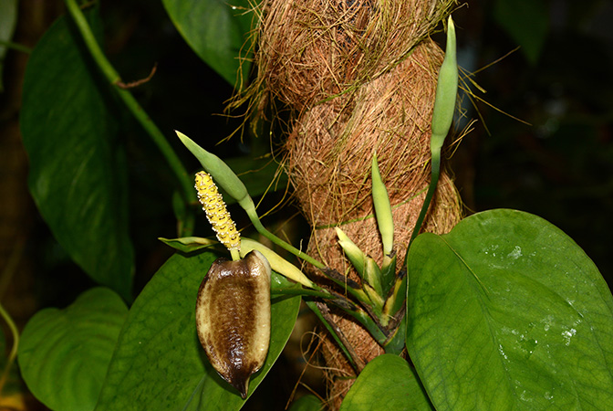 Anadendrum cordatum