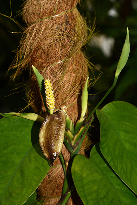 Anadendrum cordatum