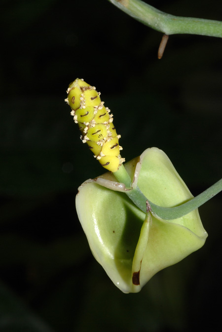 Anadendrum cordatum