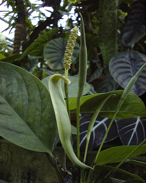 Anadendrum microstachyum