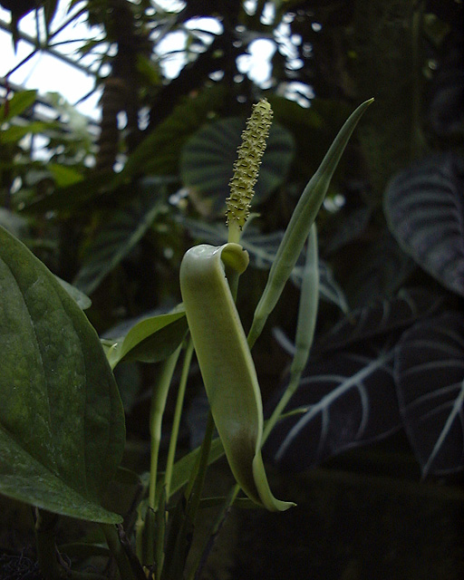 Anadendrum microstachyum
