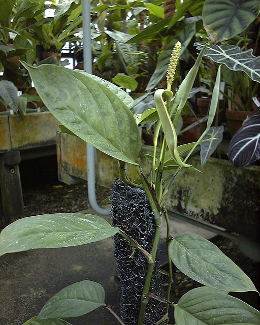 Anadendrum microstachyum